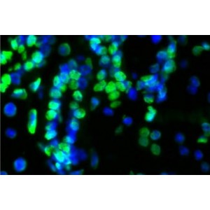 TUNEL LiFluor™ 488 Apoptosis Detection Kit (50 rxns)